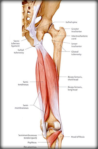 synergist muscle example
