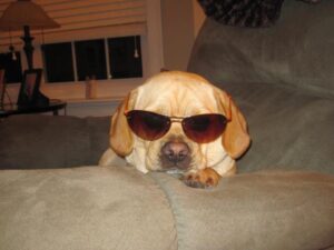 tanksunglasses401589_10150801805065388_1901316032_n